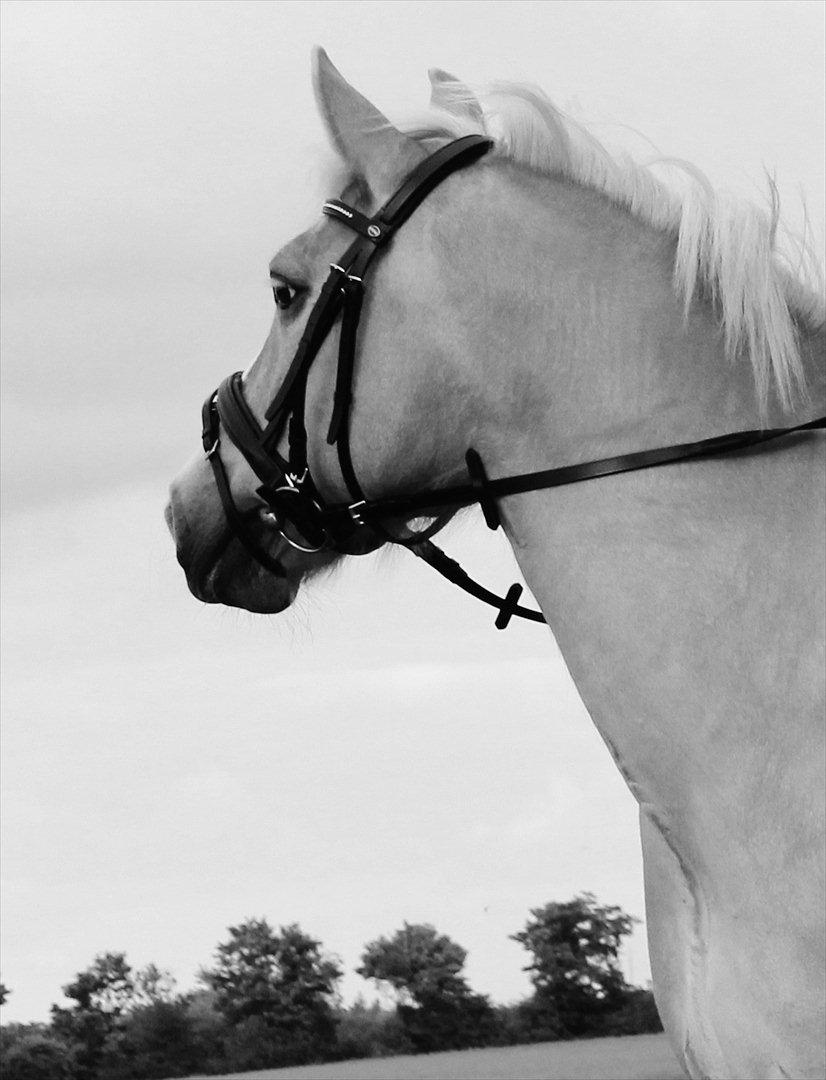 Anden særlig race Miss Jade billede 8