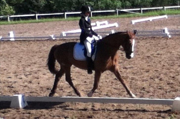 Dansk Varmblod Candy Floss billede 6