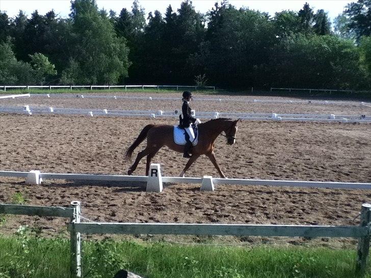 Dansk Varmblod Candy Floss billede 7