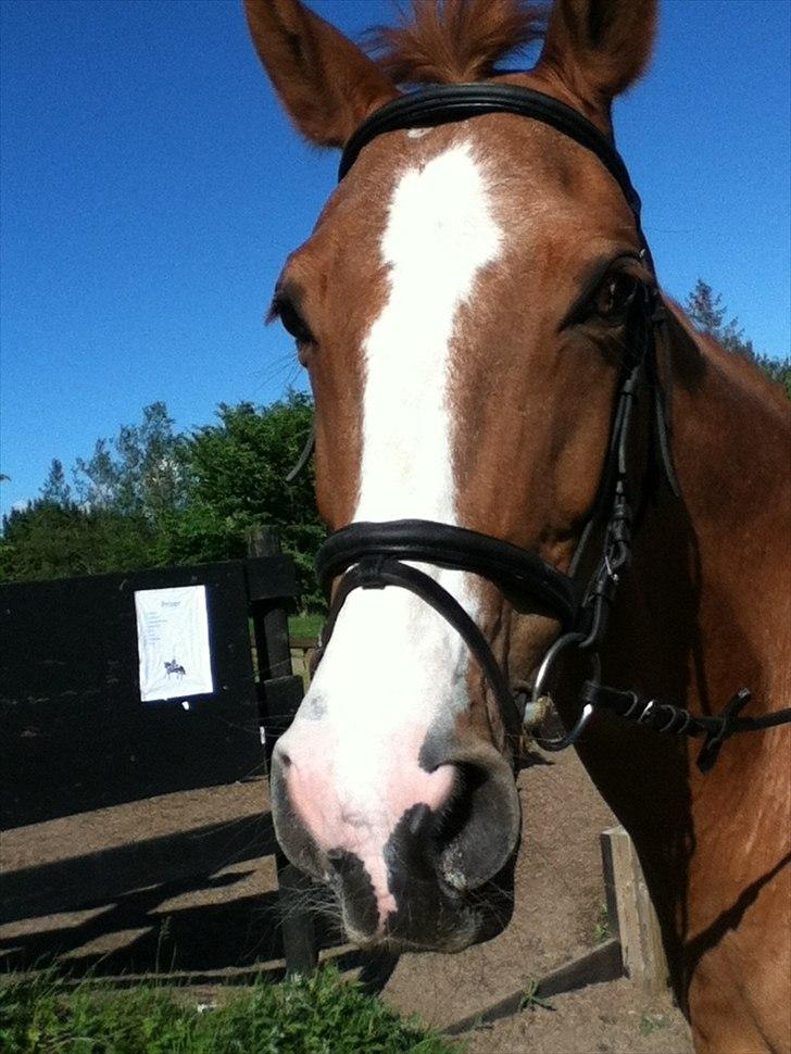 Dansk Varmblod Candy Floss billede 8