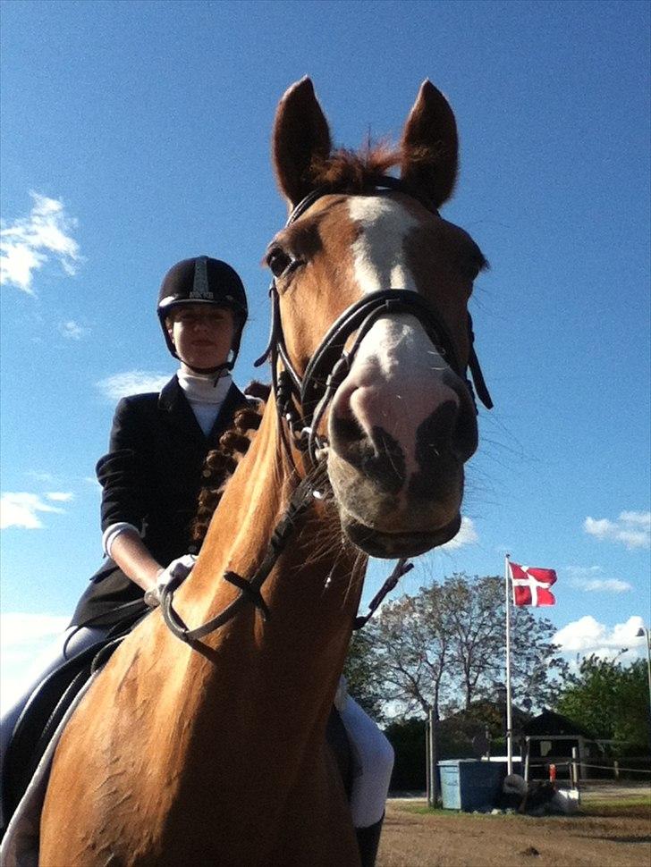 Dansk Varmblod Candy Floss billede 9