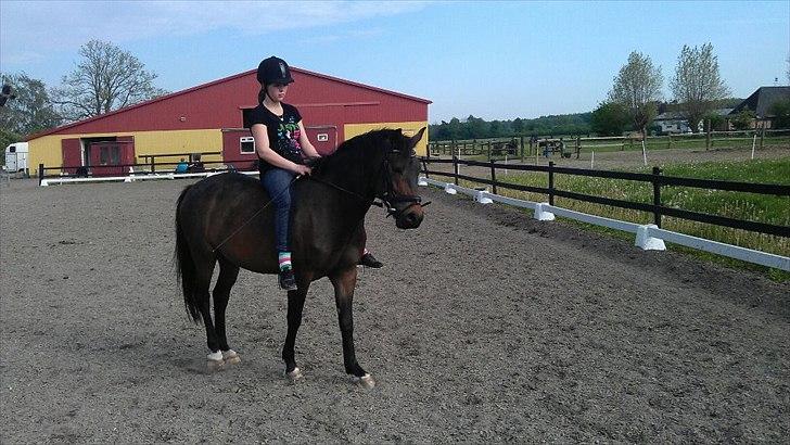 New Forest Romeo's Harlye<3  billede 11