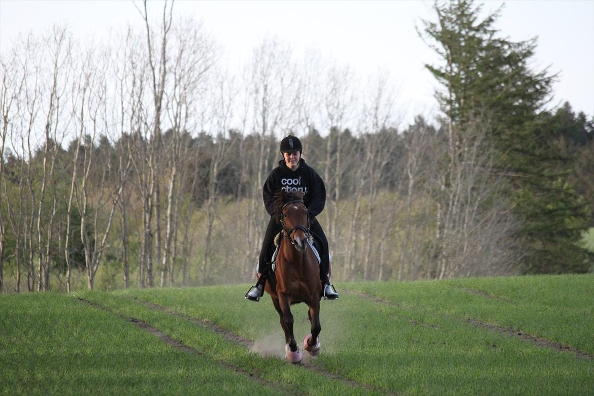 Hollandsk Sportspony Cirkeline - solgt - Pony, hvad skulle jeg gøre uden dig! billede 10