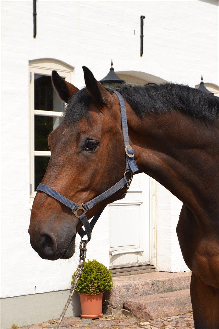 Dansk Varmblod Cato S - Brumme 2012 billede 2