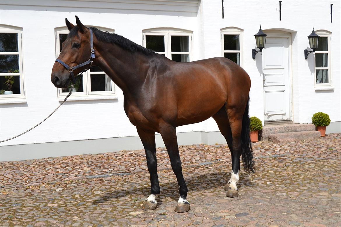 Dansk Varmblod Cato S - Brumse 2012 billede 1