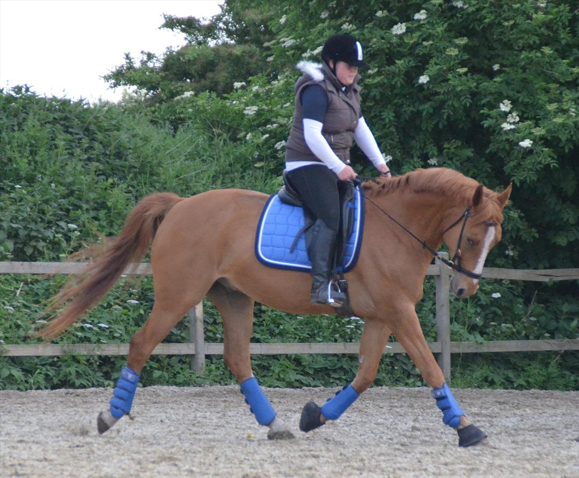 Hannoveraner Junker - Mig og min guldklump, til træning (: billede 6