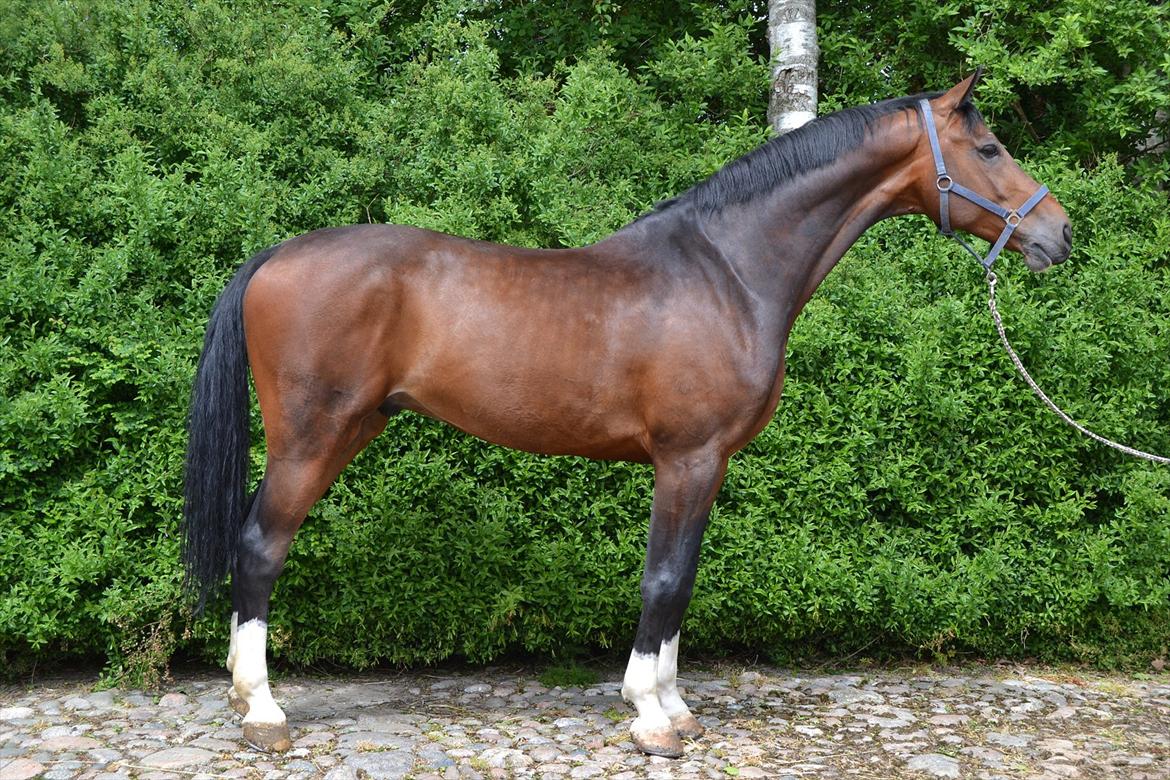 Holstener Connery - Juni 2012 billede 16