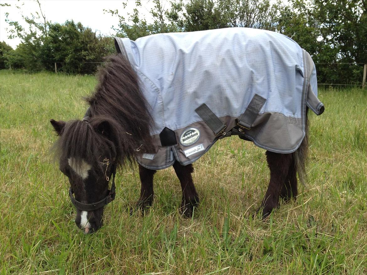 Anden særlig race Bella - bella med hendes nye dækken :-) billede 9