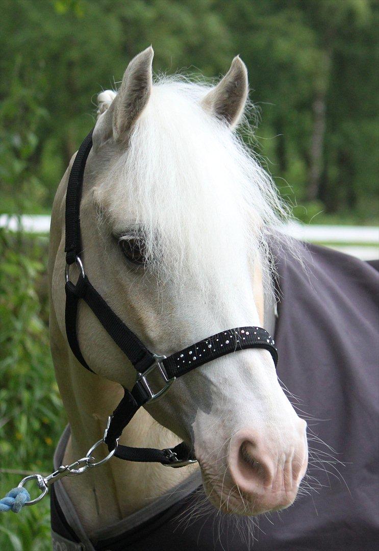 Welsh Pony af Cob-type (sec C) Rosengårdens Nakuma - 4# Nakuma til Herning landsstævne med sin grime fra SV-Design! D. 8/6-12. Foto: Mig billede 4