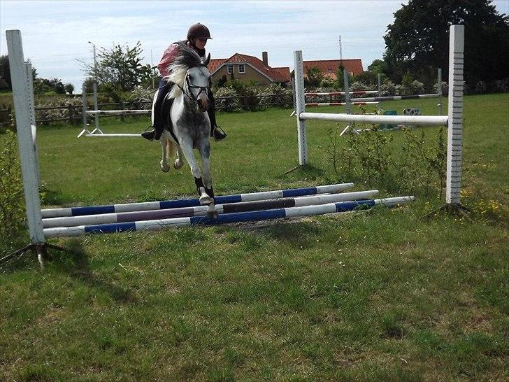 Anden særlig race Müseli<3 ( bornholms og klub mester ) - hop pon!!<3<3 billede 7