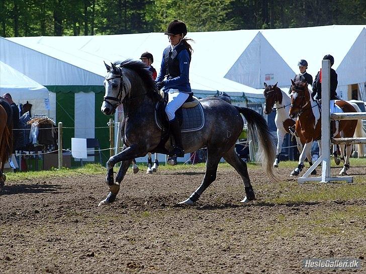 DSP Grønborg's Cassius Clay - Clay og jeg opvarmning, Morsø 2012, et rigtig godt stævne, med en sød pony! (-: billede 6