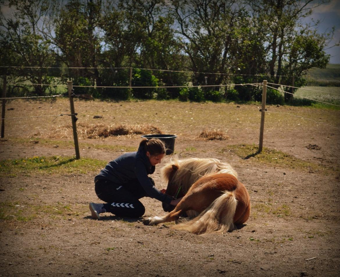 Shetlænder Okkermand - Kæmp for det, du virkelig tror og ønsker - det skal nok gå i opfyldelse, bare du har tålmodighed <3. billede 1