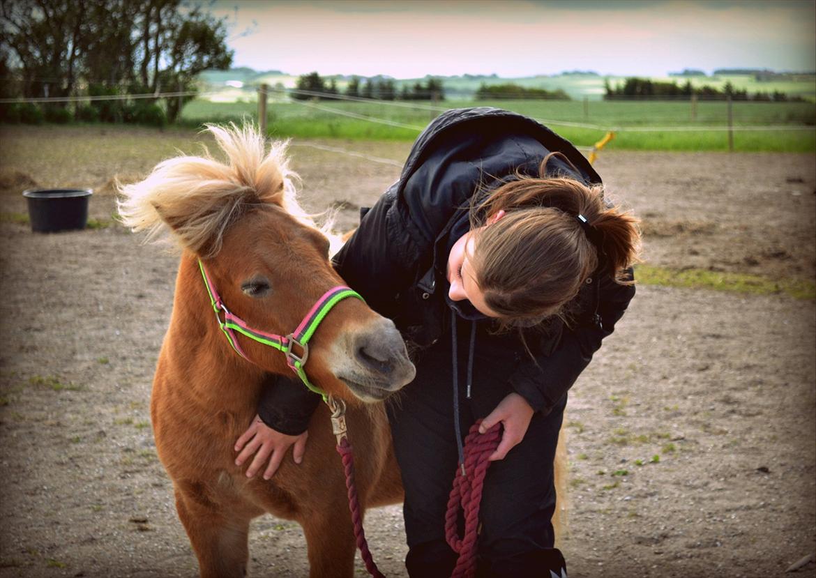 Shetlænder Okkermand - It's all about u, boy <3 billede 11