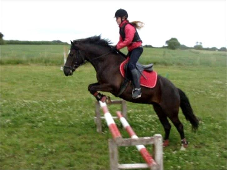 Welsh Cob (sec D) Lesto Havannah Klubmester 2013! -  2. gang udendørs :) billede 12