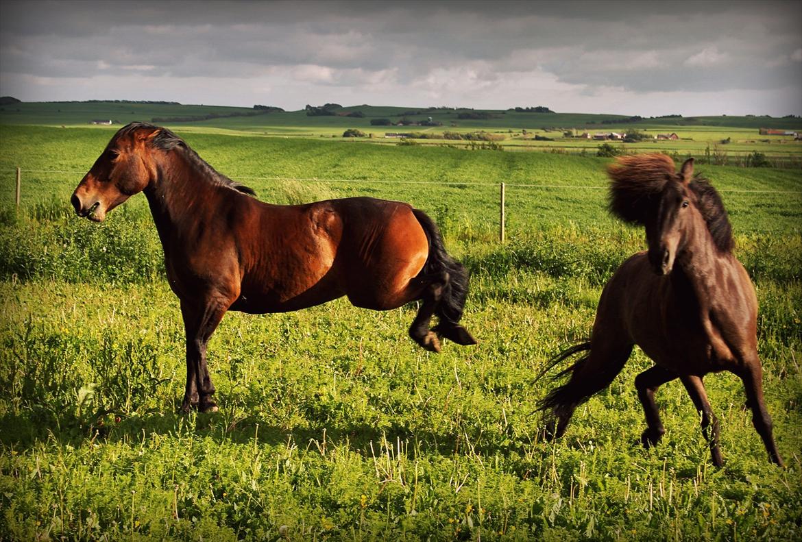Anden særlig race Cornelia - Cornelia byder Blökk pænt velkommen på folden! ;-)... billede 7