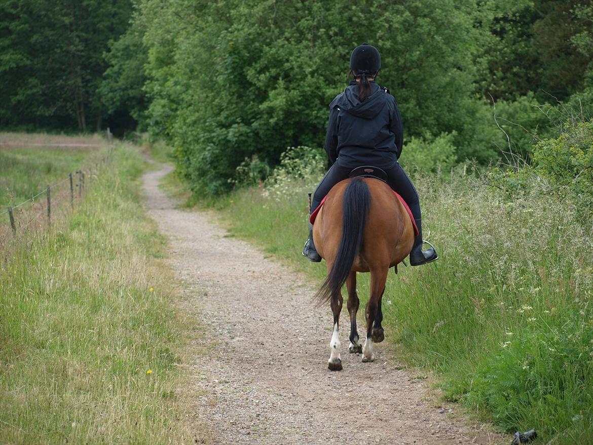 Anden særlig race Nikita *Prinsessen* - vi rider vi skrider  billede 14