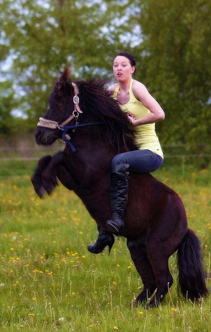 Shetlænder Tøffe billede 17