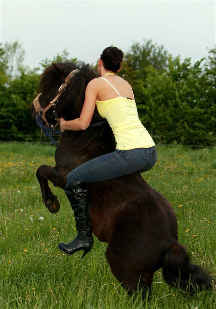 Shetlænder Tøffe billede 18