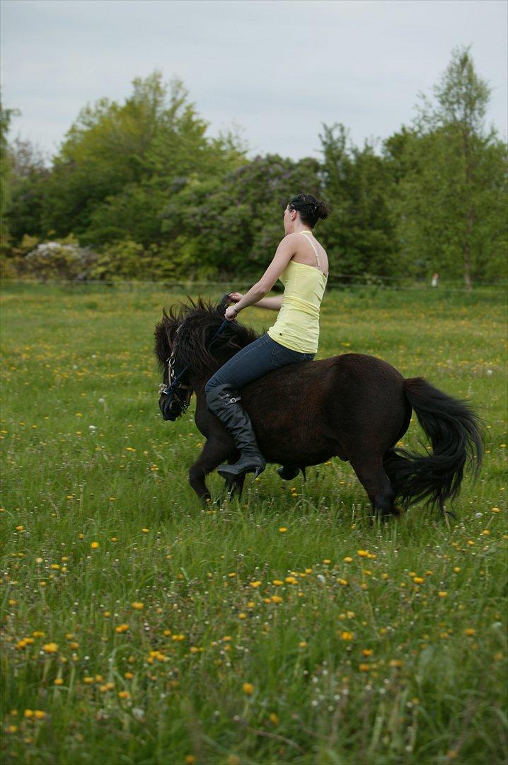 Shetlænder Tøffe billede 19