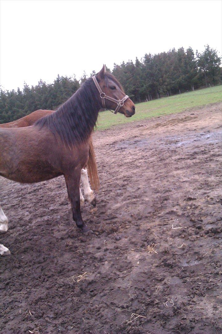 Anden særlig race Samira Fra Efter Rendbæk billede 1