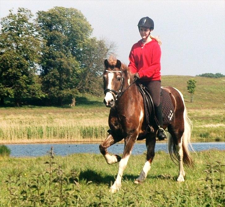 Pinto Pintoligaens Red-Butler *R.I.P* - Butler med sin part Eva i galop i Dyrehaven billede 6