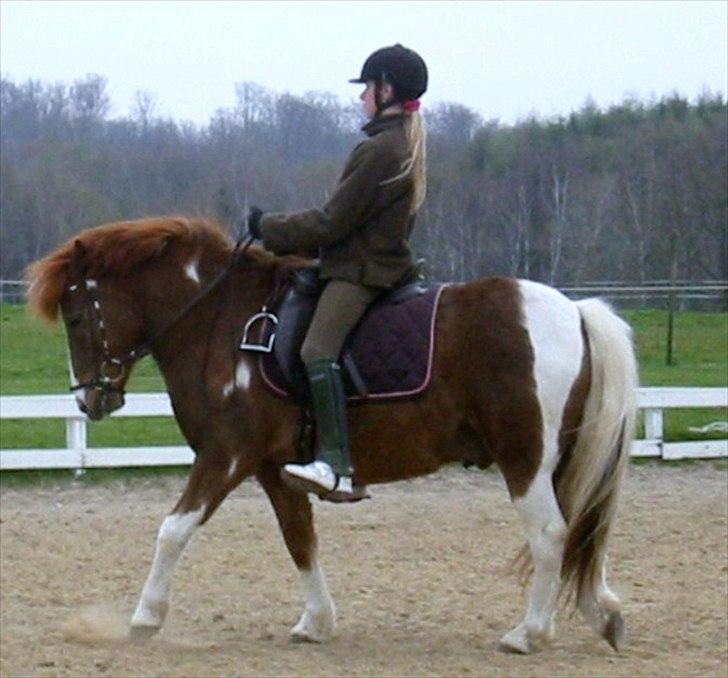 Pinto Pintoligaens Red-Butler *R.I.P* - Gammelt undervisningsbillede tilbage i 2005 billede 7