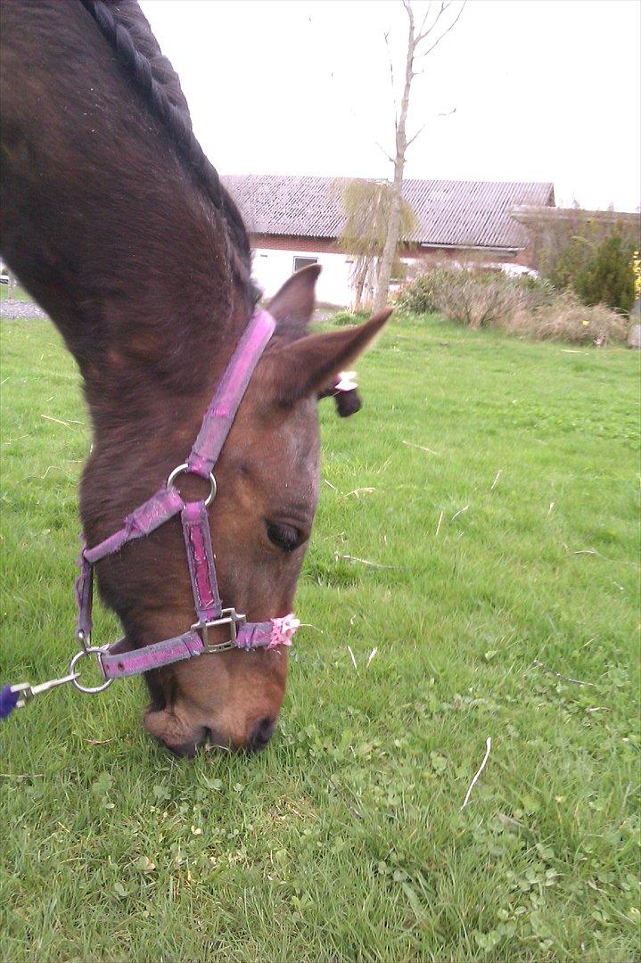 Anden særlig race Samira Fra Efter Rendbæk billede 3