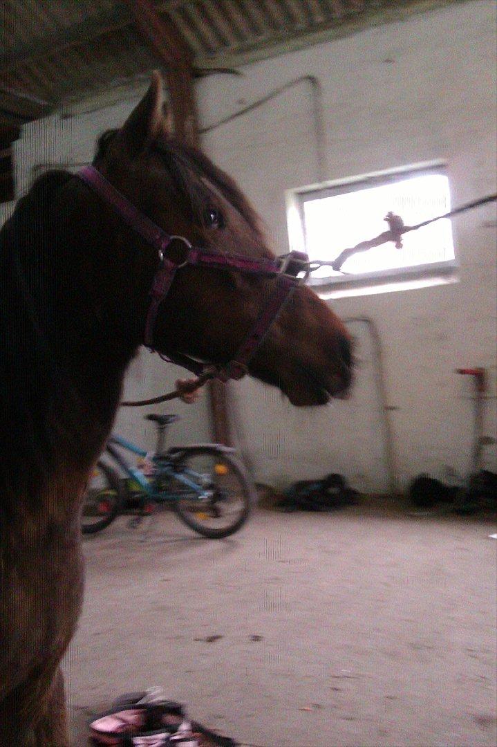 Anden særlig race Samira Fra Efter Rendbæk billede 9