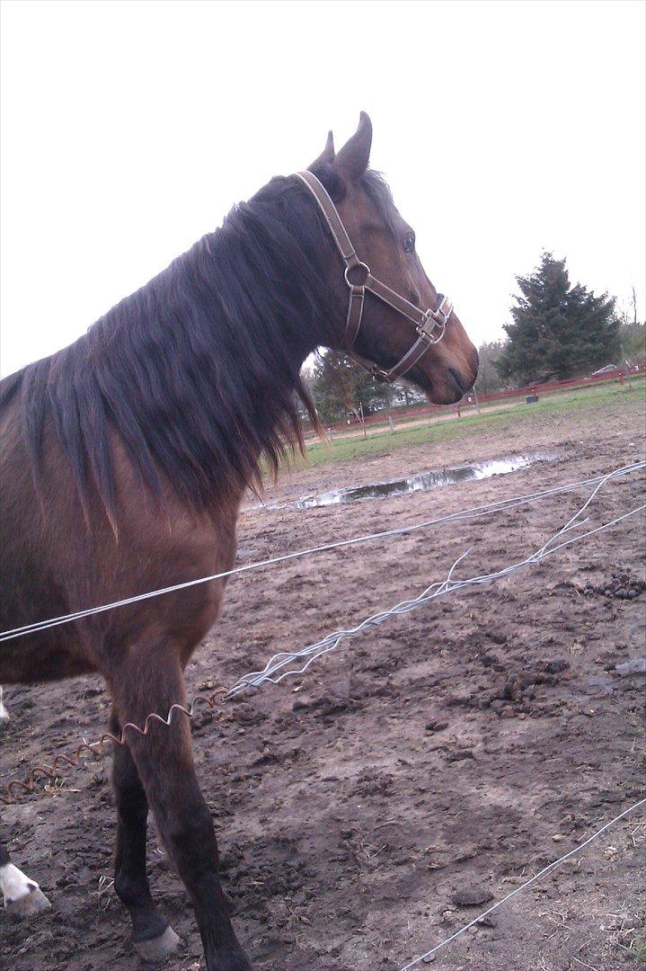 Anden særlig race Samira Fra Efter Rendbæk billede 10