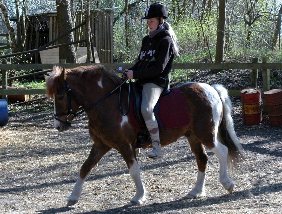 Pinto Pintoligaens Red-Butler *R.I.P* - Dressurbillede fra 2010 billede 8