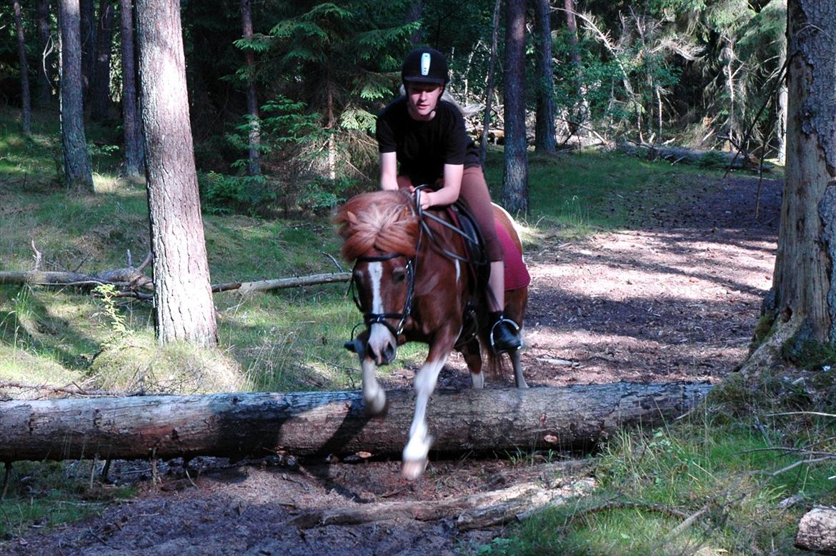 Pinto Pintoligaens Red-Butler *R.I.P* - Mit første spring på Butler i 4 år billede 10