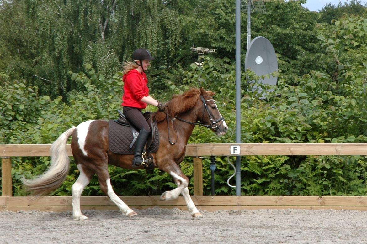 Pinto Pintoligaens Red-Butler *R.I.P* - Butler med sin part Eva på banen i galop billede 11