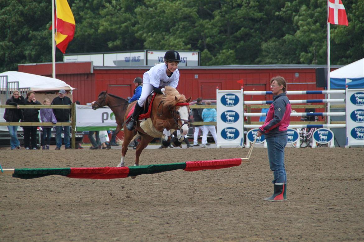 Welsh Mountain (sec A) bubbly snowflake - Roskilde Dyreskue 2012
Foto: Line Sode - Hansen billede 16