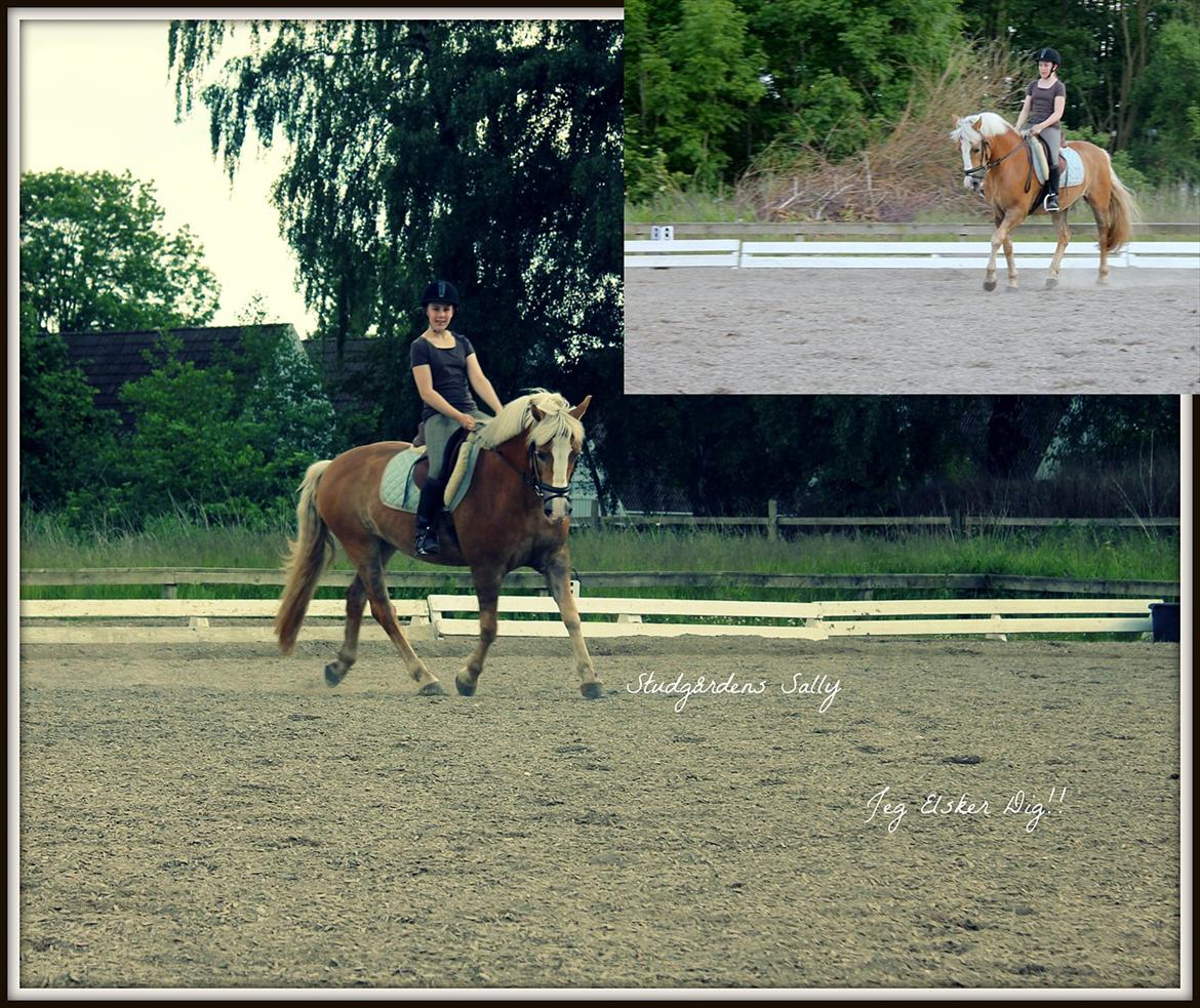 Haflinger Studgårdens Sally <3<3 - 17]
Sally jeg er så mega hamrande glad for at have fået dig <3 Jeg Elsker Dig!!

Dato: 13.06 2012
Foto: Anna M.  billede 17