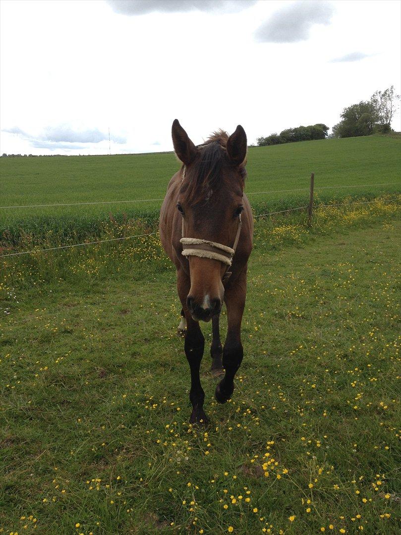 Dansk Varmblod AMMENDRUP NYGÅRD'S CALISTO billede 1
