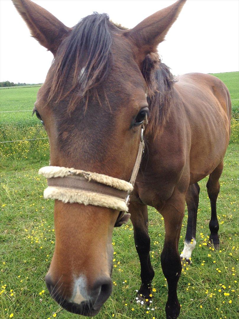 Dansk Varmblod AMMENDRUP NYGÅRD'S CALISTO billede 7