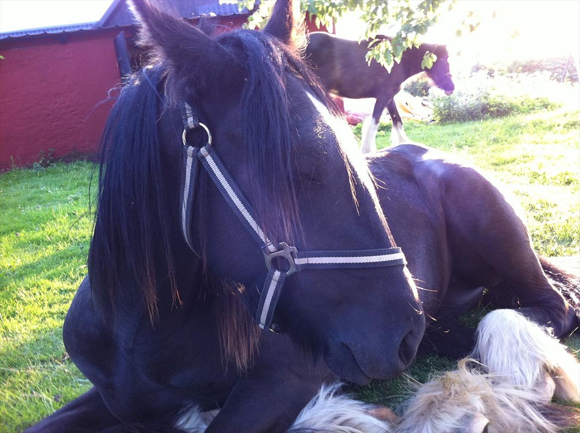 Irish Cob Independent Geisha billede 3