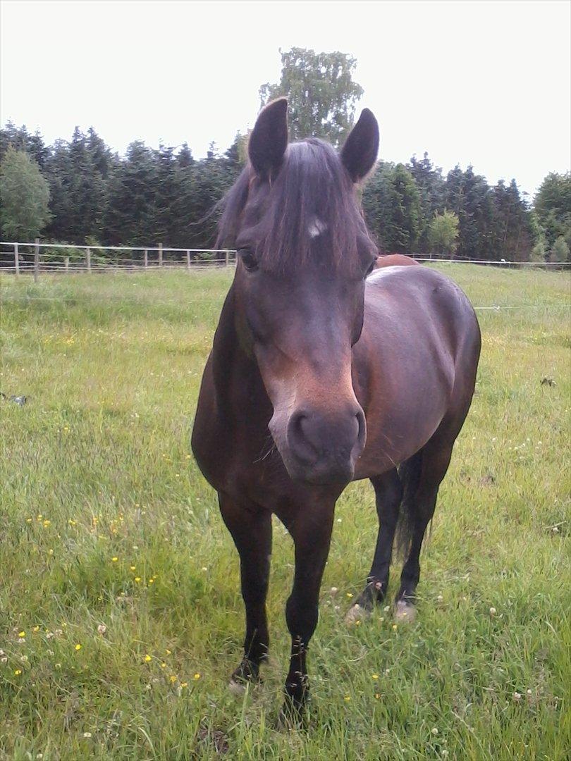 New Forest Løgtholt´s Bastian <3  - venskab er som at tisse i bukserne, alle kan se det men det er kun dig der kan mærke den varme førelse <3  billede 9