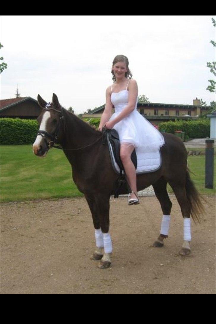 Anden særlig race Bjerregårds Bailey - Prinsen oppe ved kirken til min konfirmation - det bedste ved hele dagen<3 billede 5