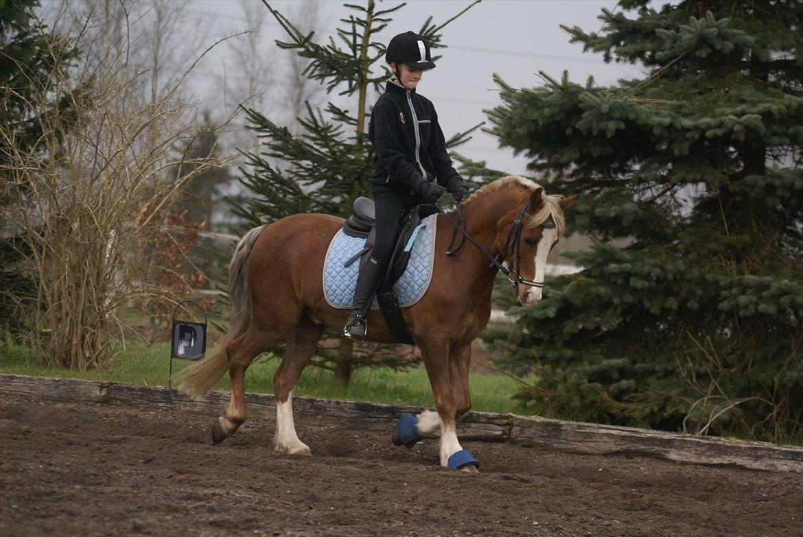 Welsh Pony (sec B) Scooby Doo - Tilbage til starten. billede 10