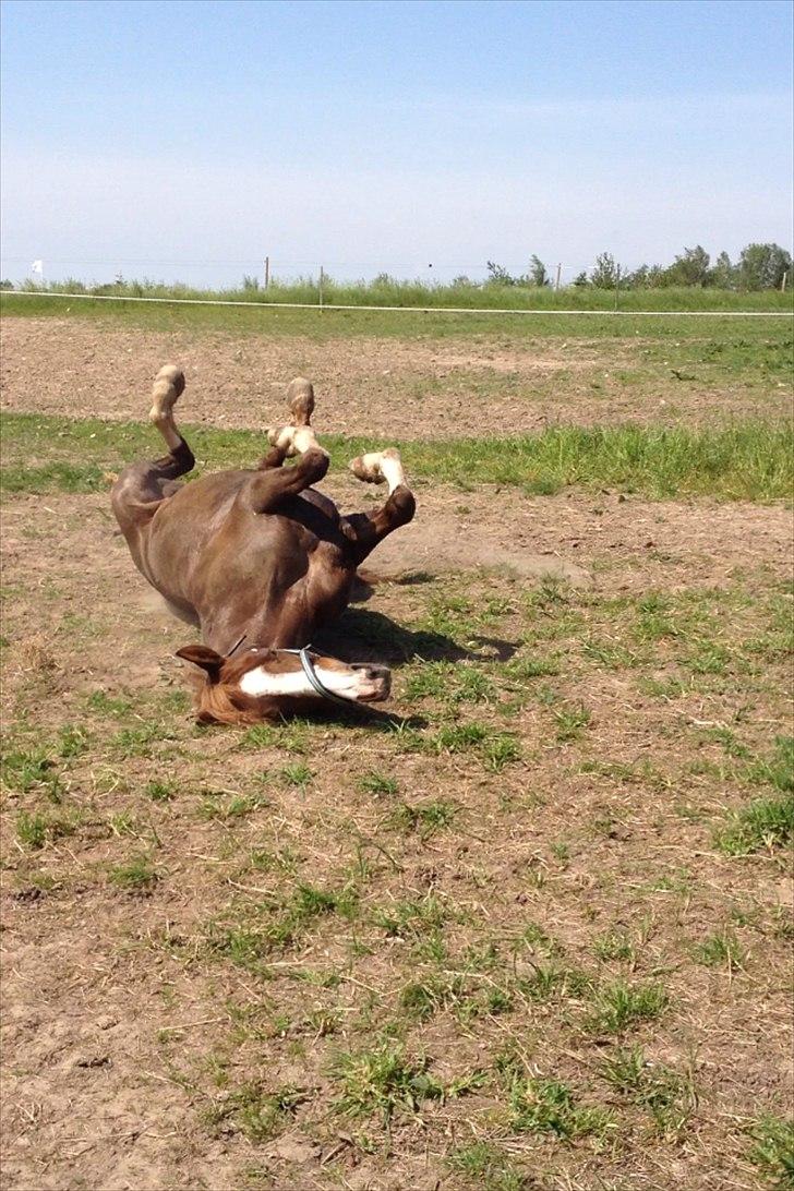 Anden særlig race Bjerregårds Bailey - Dejligt med en laaaang rulletur efter træning:-) billede 7