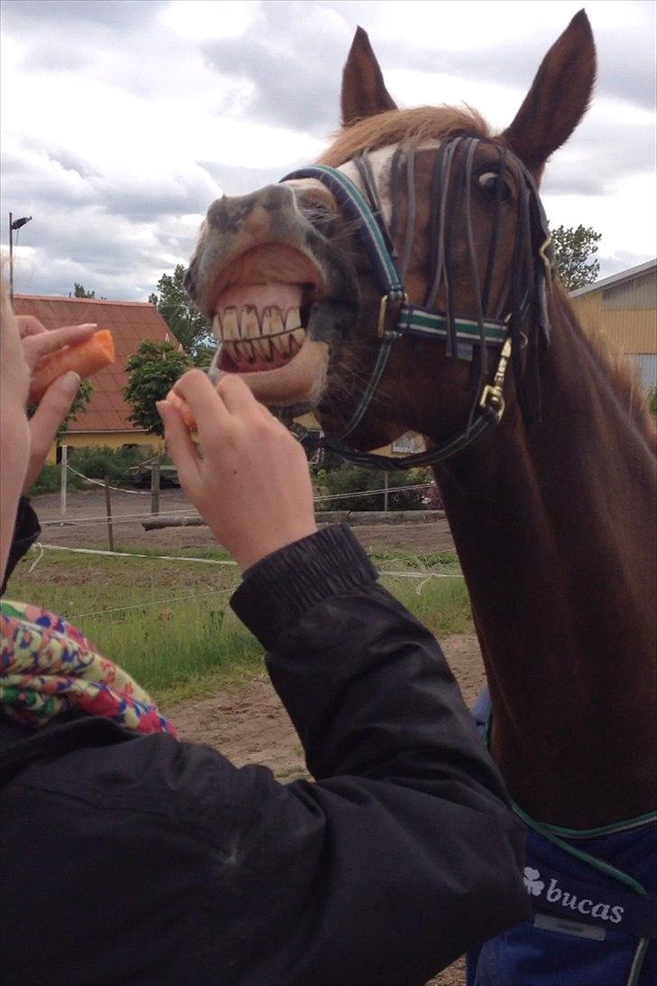 Anden særlig race Bjerregårds Bailey - Glad fødselsdags dreng!<3 billede 9