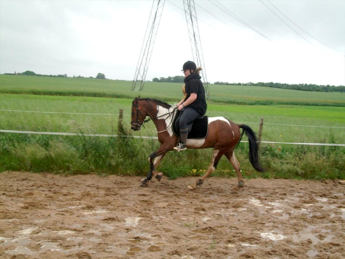 Pinto Robin - Loppe *Solgt* - Galop, han er bare så fiiin! :-)<3 billede 2