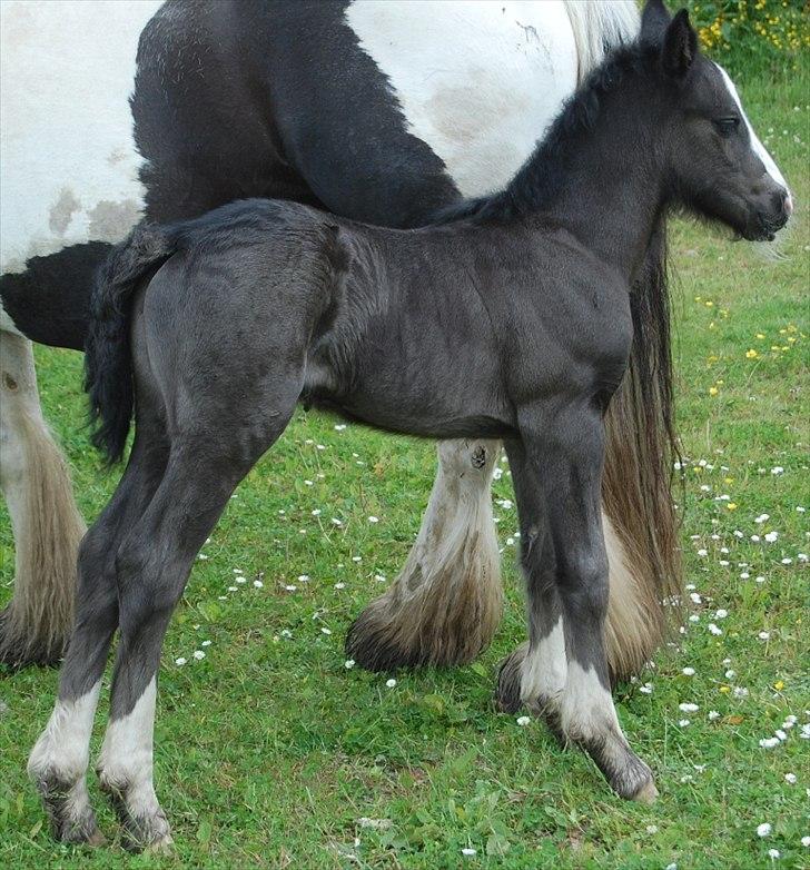 Irish Cob Axelved's Thor Rider of Rohan billede 11