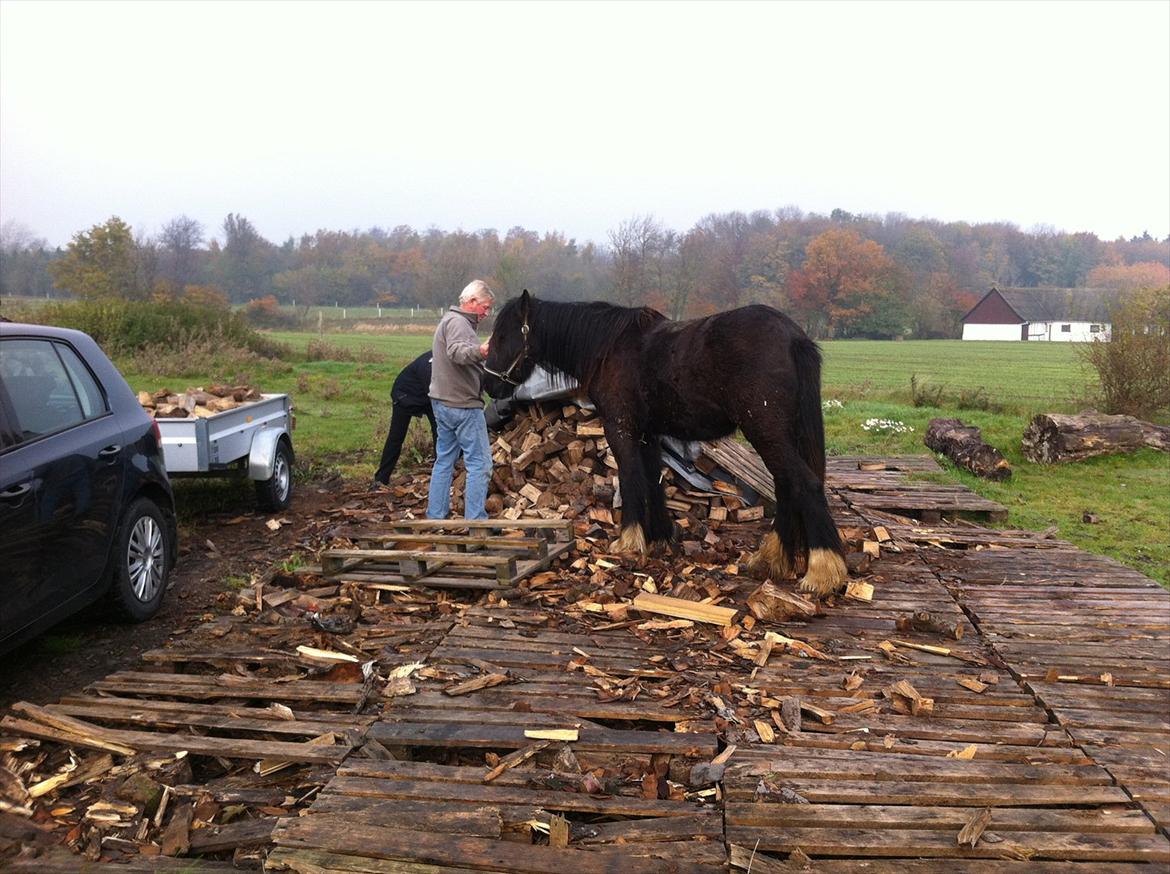 Irish Cob Independent Geisha billede 6