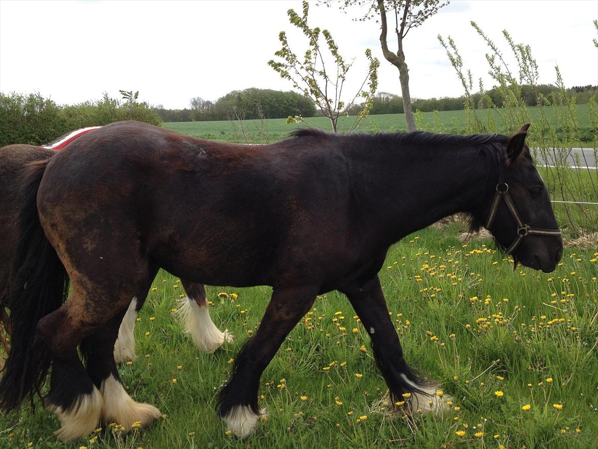 Irish Cob Independent Geisha - 2012 billede 7