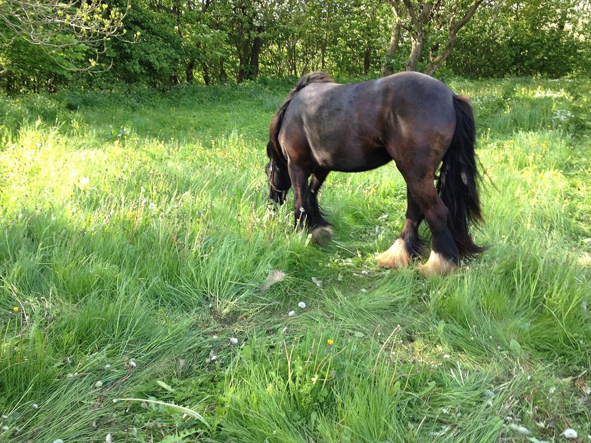 Irish Cob Independent Geisha - 2012 billede 8