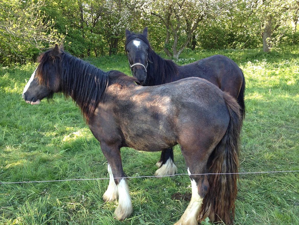 Irish Cob Independent Geisha - 2012 sammen med Jessie billede 9