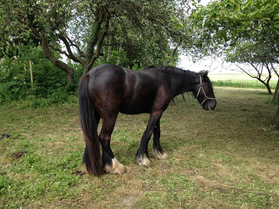 Irish Cob Independent Geisha - 2012 billede 10