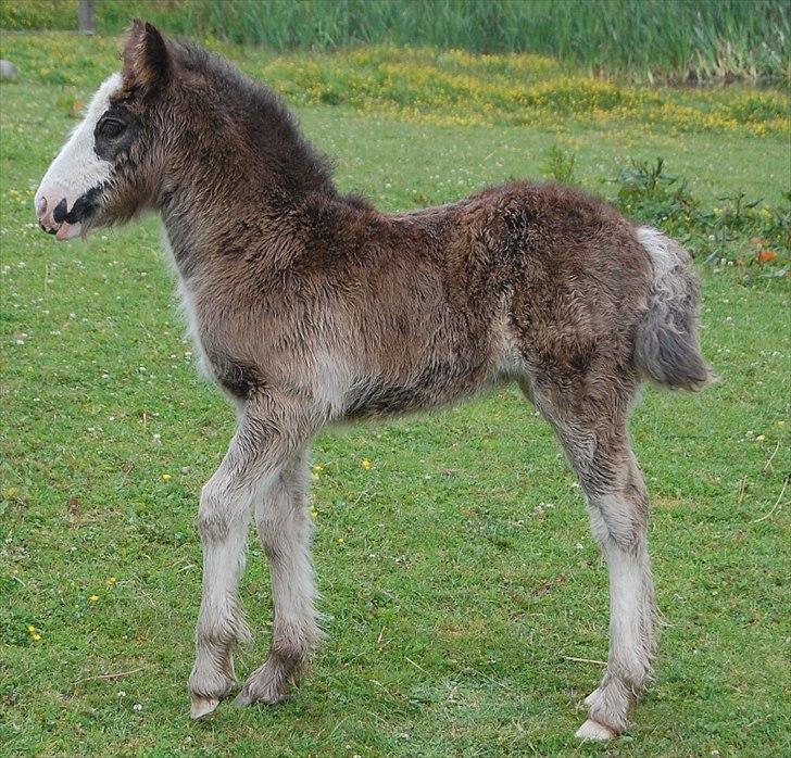 Irish Cob Axelved's Molly Malone billede 16